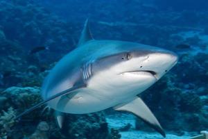 A grey shark jaws ready to attack underwater close up portrait photo