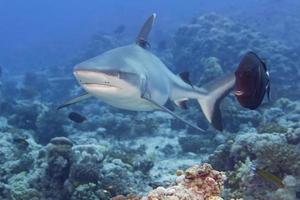 A grey shark jaws ready to attack underwater close up portrait photo