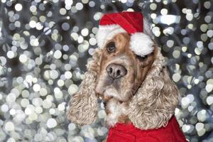 Santa dressed puppy dog christmas on Xmas tree background photo