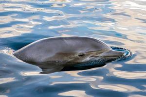 delfines sonriendo primer plano retrato foto