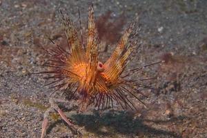 A colorful sea urchin detail macro in Indonesia photo