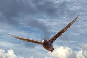 patagonia petrel bird while flying photo