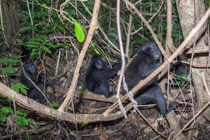 mono macaco negro con cresta en el bosque foto