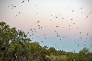 thousand of Australia green parrot at sunset photo