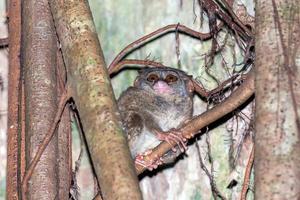 tarsius retrato de mono indonesio nocturno foto