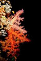 A soft coral in the black background photo