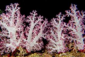 A soft coral in the black background photo