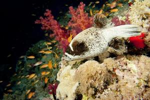 A balloon fish in the black and red  background photo