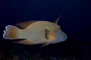 A napoleon fish  in the black background photo