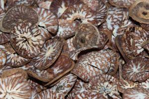 Betel seed made of cutted khat photo