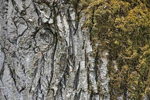 pine bark texture photo