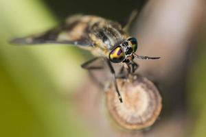 wasp bee multicolor eye photo