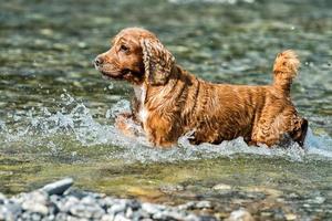 Puppy young dog English cocker spaniel while running in the water photo