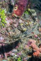 trigger fish underwater close up portrait photo