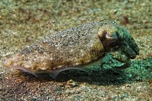 Squid cuttlefish underwater on black lava sand much dive photo