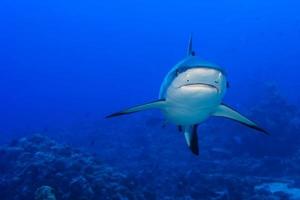 un tiburón gris mandíbulas listas para atacar bajo el agua retrato de cerca foto