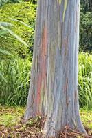 Rainbow Eucaliptus tree in hawaii photo