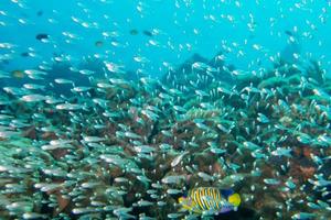 bola de cebo gigante de peces de vidrio que se mueve bajo el agua foto