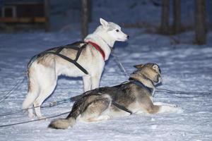sledding with sled dog in lapland in winter time photo