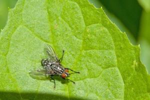 una mosca sobre un fondo de hoja verde foto