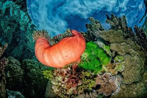 snorkeling en los jardines de arrecifes de coral de la polinesia francesa foto