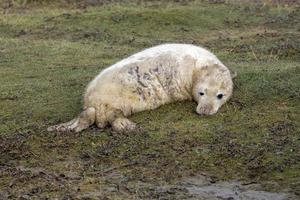 grey seal puppy while relaxing on the beach in Great Britain photo