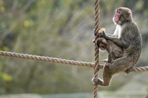 mono macaco japonés madre y cachorro y retrato de madre mientras te mira foto