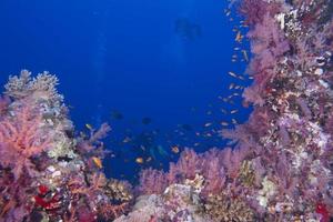 Scuba divers on reef and blue sea background photo