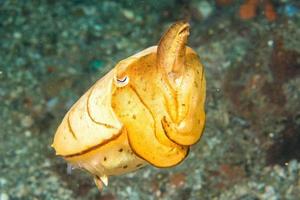 Squid cuttlefish on black lava sand photo