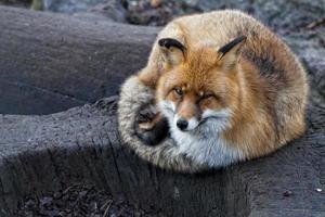 red fox portrait photo