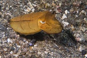 Squid cuttlefish underwater on black lava sand much dive photo