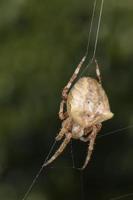 A spider hanging from net photo