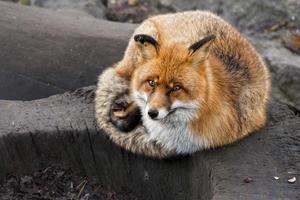 red fox portrait photo