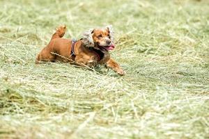 Dog puppy cocker spaniel jumping photo