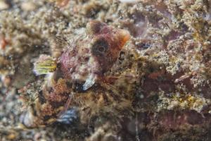 mandarin fish closeup photo