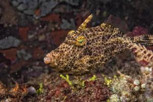 trigger fish underwater photo