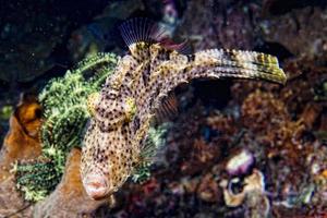 trigger fish underwater photo