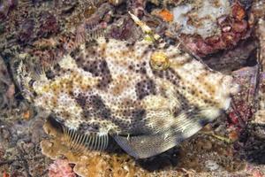 trigger fish underwater photo