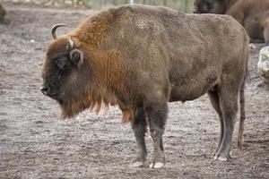 búfalo bisonte europeo foto