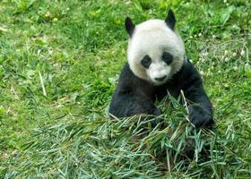 giant panda while eating bamboo photo