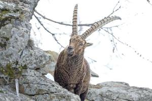 ciervo cabra montés cuerno largo oveja steinbock foto