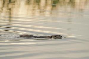 Isolated Beaver coypu while swimming photo