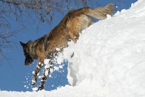 Dog while running on the snow photo