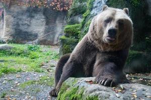 oso pardo grizzly en el fondo del bosque foto