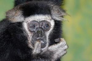 white and black capucin monkey photo