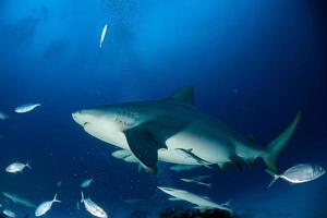 tiburón toro mientras está listo para atacar mientras se alimenta foto