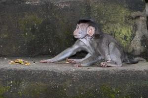 recién nacido indonesia mono macaco mono primer plano retrato foto