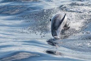 common dolphin jumping outside the ocean photo