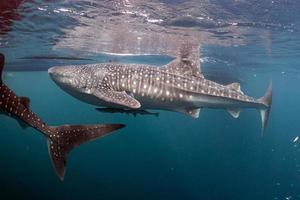 Whale Shark close encounter in west papua cenderawasih bay