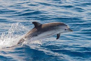 Dolphins while jumping in the deep blue sea photo